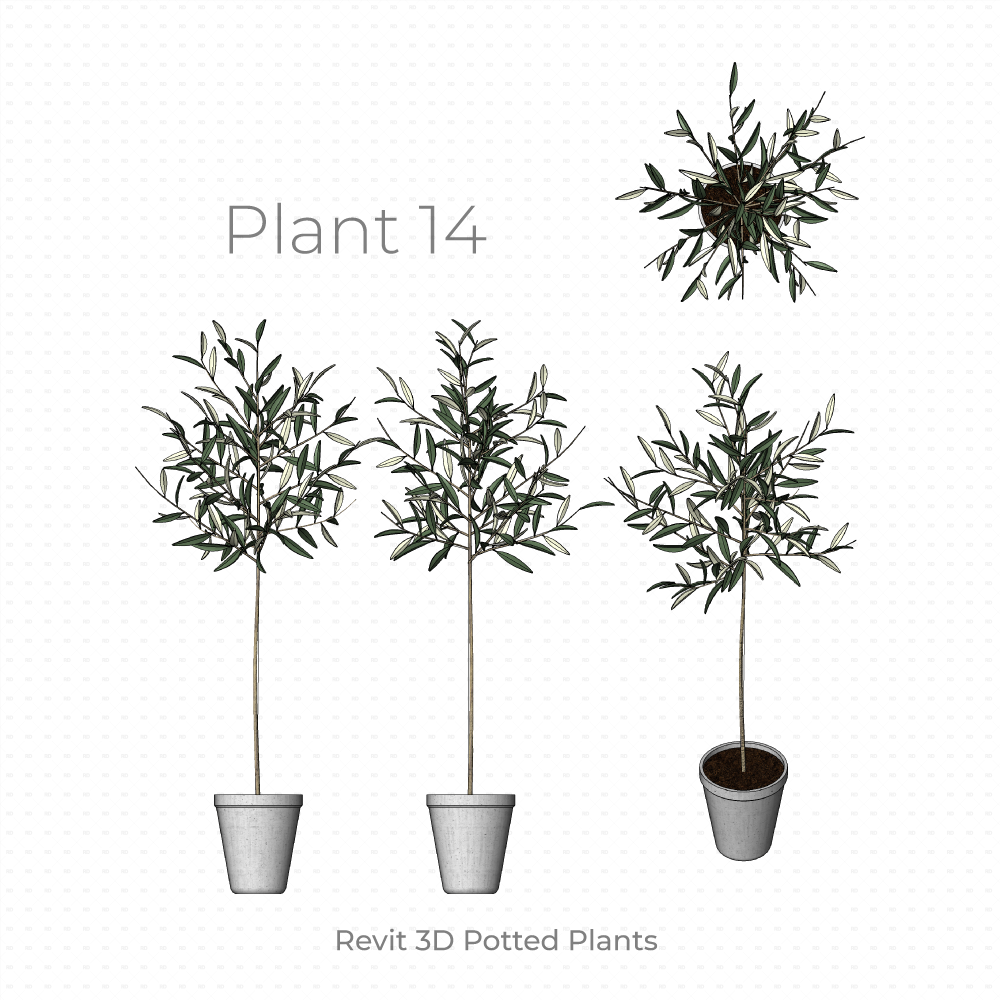 Revit Potted Plant Family olive tree