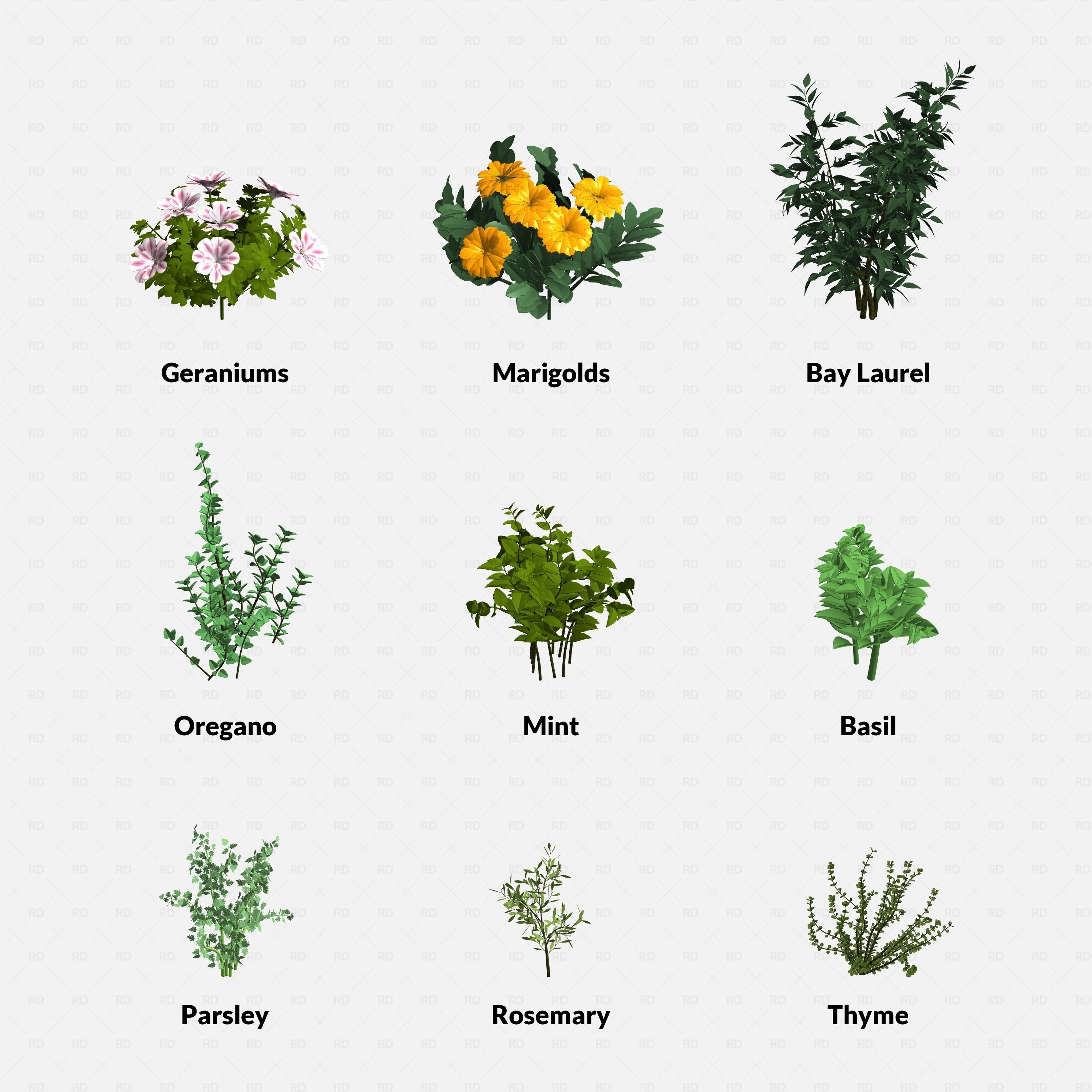Revit Greenhouse Plants - Herbs and Ground Companions Pack RD Studio BIM blocks rfa grid preview of individual herb models