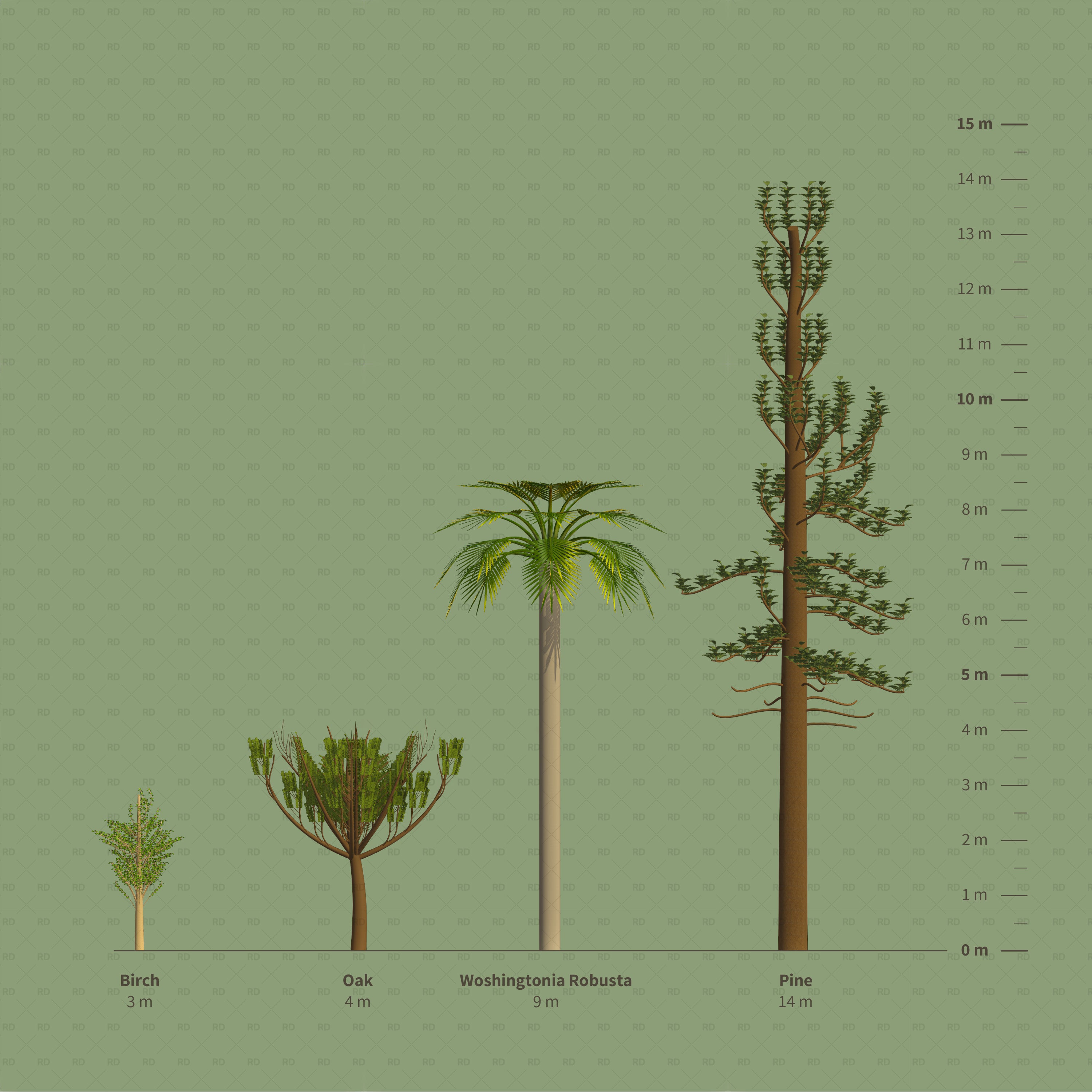 oak birch robusta in revit